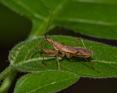 Nabis rufusculus