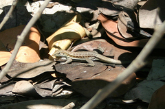 Pholidoscelis griswoldi