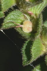 Acalypha subviscida