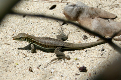 Pholidoscelis griswoldi