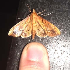 Anarmodia