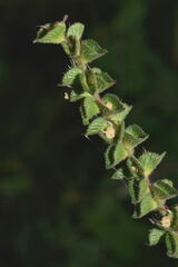 Acalypha subviscida