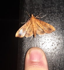 Anarmodia