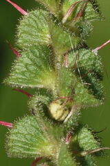 Acalypha subviscida
