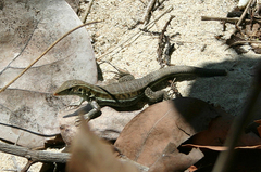 Pholidoscelis griswoldi
