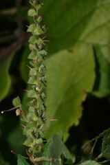 Acalypha subviscida