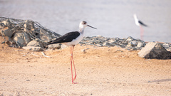 Himantopus himantopus