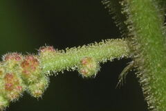Acalypha subviscida
