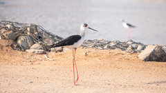 Himantopus himantopus