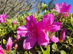 Rhododendron ponticum