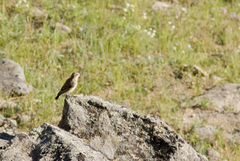 Oenanthe isabellina