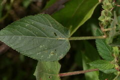 Acalypha subviscida