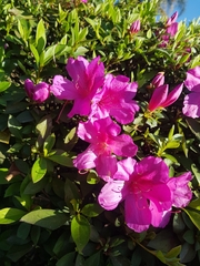 Rhododendron ponticum