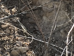 Aspidoscelis tesselatus