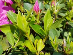 Rhododendron ponticum