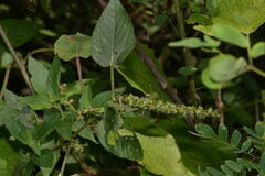 Acalypha subviscida