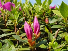 Rhododendron ponticum