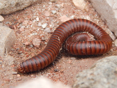 Orthoporus