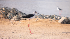 Himantopus himantopus