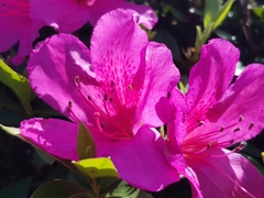 Rhododendron ponticum