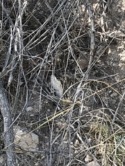 Aspidoscelis tesselatus