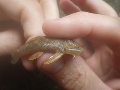 Chaetostoma