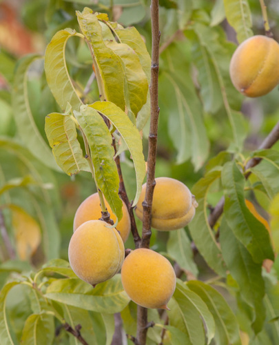 Prunus persica
