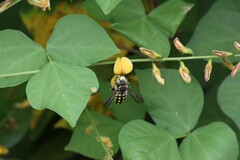 Anthidium vigintiduopunctatum