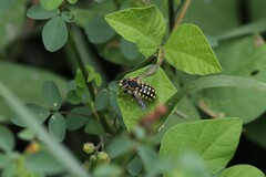 Anthidium vigintiduopunctatum
