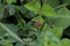 Anthidium vigintiduopunctatum