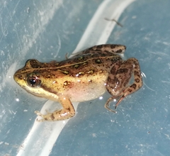 Microbatrachella capensis