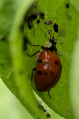 Harmonia axyridis