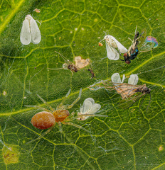 Aleyrodes spiraeoides