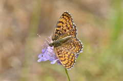 Melitaea cinxia