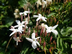 Jasminum polyanthum