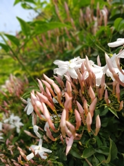 Jasminum polyanthum