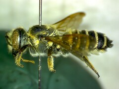Megachile apora