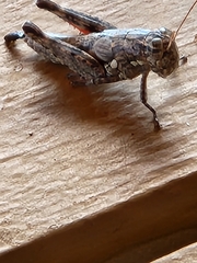 Agroecotettix modestus