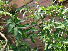 Jasminum polyanthum