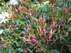 Jasminum polyanthum