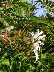 Jasminum polyanthum