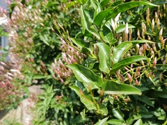 Jasminum polyanthum