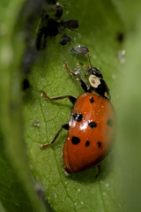 Harmonia axyridis