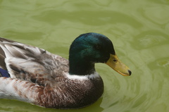 Anas platyrhynchos domesticus