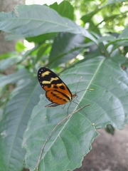 Mechanitis polymnia veritabilis