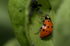 Harmonia axyridis