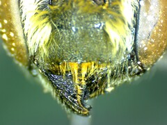 Megachile apora
