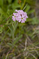 Silene linnaeana