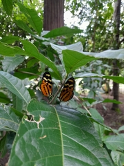 Mechanitis polymnia veritabilis