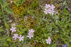 Silene linnaeana